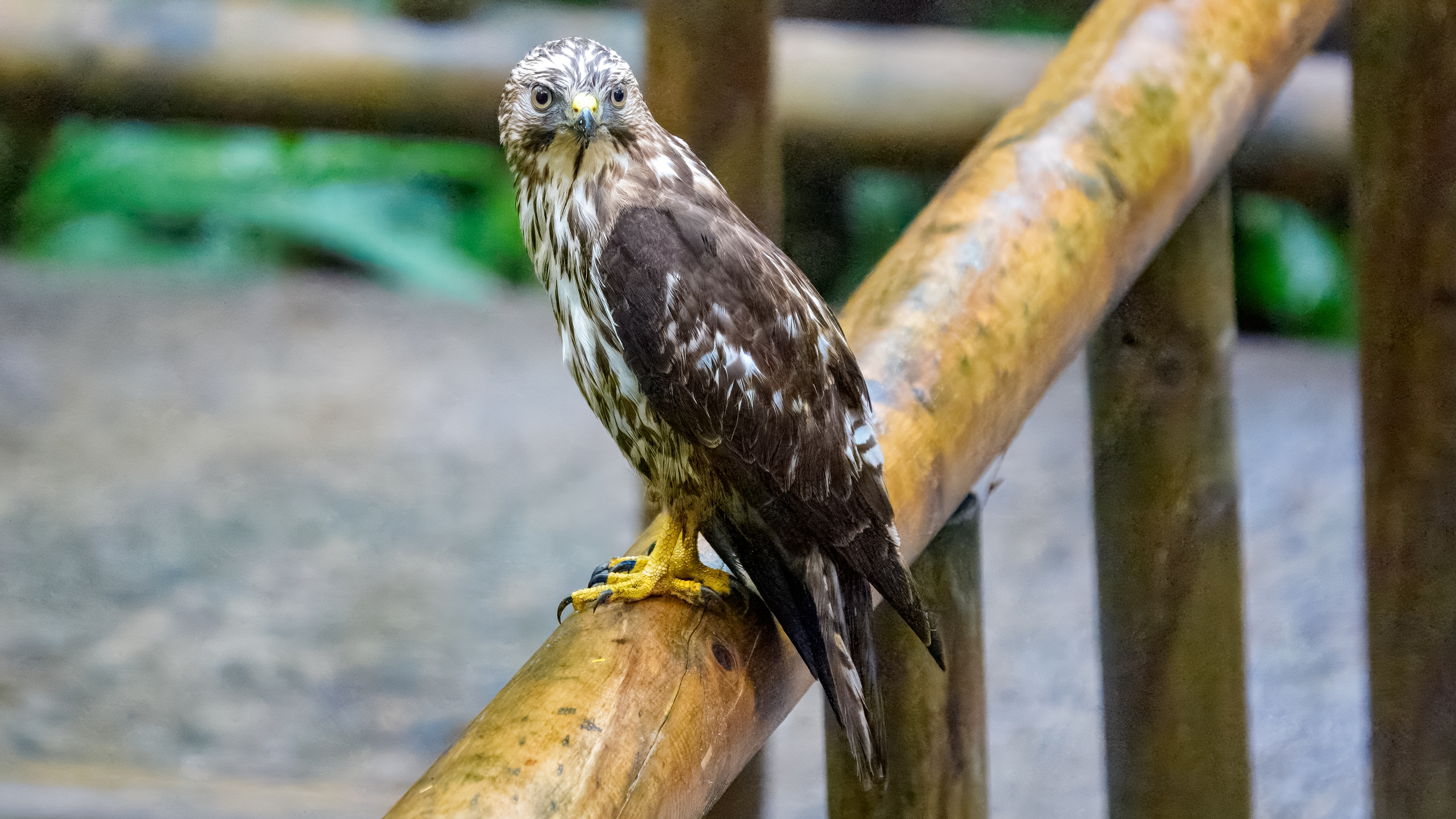 Der Breitflügelbussard (Buteo platypterus) ist ein kleiner, aber kompakt und robust wirkender Greifvogel der Gattung Buteo innerhalb der Unterfamilie der Habichtartigen (Accipitridae). Er erscheint in einer hellen Farbmorphe und einer dunklen. Dunkelmorphige Vögel, deren Gefieder fast zeichnungslos schwarzbraun erscheint, sind jedoch sehr selten. Obwohl der Breitflügelbussard eine charakteristische Art der südostkanadischen und ostamerikanischen Laub- und Mischwälder ist, ist über die Biologie, der während der Brutzeit sehr verborgen und heimlich lebenden Art, wenig bekannt. Der Breitflügelbussard ist mit einer Länge von 34 – 44 Zentimetern ein kleiner Vertreter der Gattung. Er ist wesentlich kleiner als der in Mitteleuropa sehr häufige Mäusebussard, dem er in vielen Färbungsdetails des Oberseitengefieders ähnelt. Seine Körpermasse schwankt, abhängig von Geschlecht, Jahreszeit und Ernährungszustand, zwischen 265 und 560 Gramm. Seine Größe und sein Gewicht entsprechen etwa denen einer Saatkrähe.